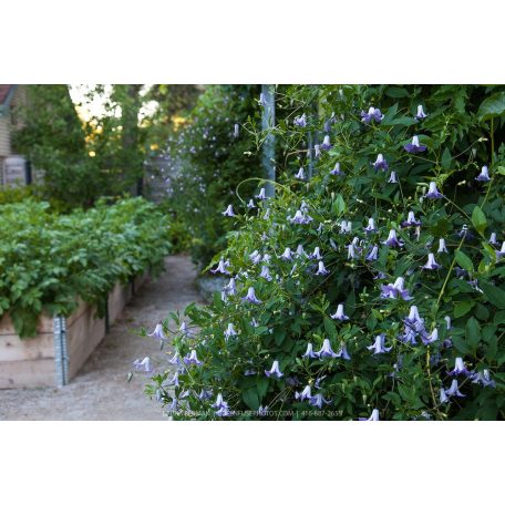 Klemátisz viticella Betty Corning