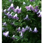 Klemátisz viticella Betty Corning