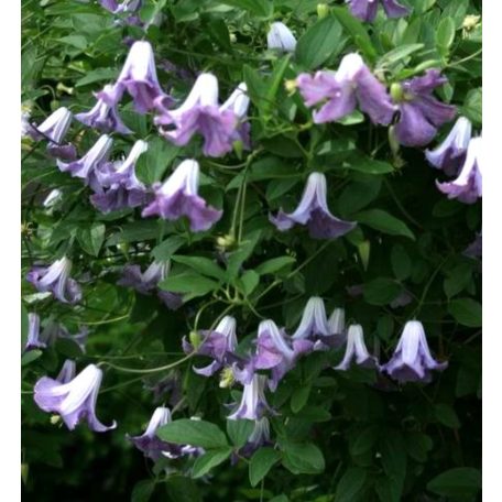 Klemátisz viticella Betty Corning