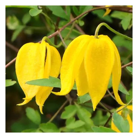 Klemátisz tangutica Aureolin