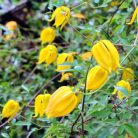 Klemátisz tangutica Aureolin