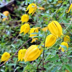 Klemátisz tangutica Aureolin