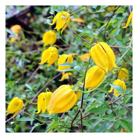 Klemátisz tangutica Aureolin