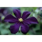 Klemátisz viticella Romantika