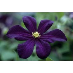 Klemátisz viticella Romantika