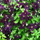 Klemátisz viticella Romantika