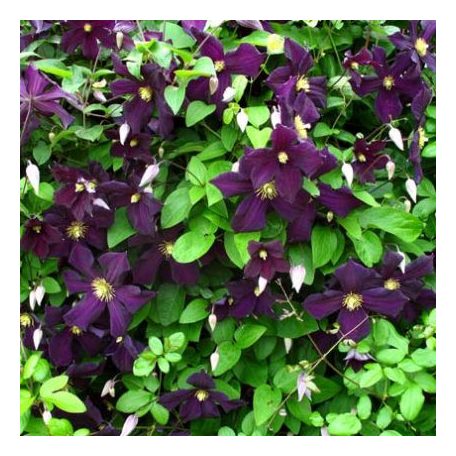 Klemátisz viticella Romantika