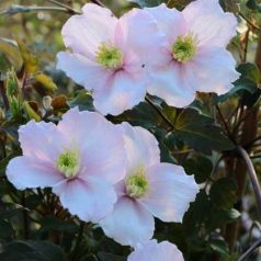 Klemátisz montana Shelly