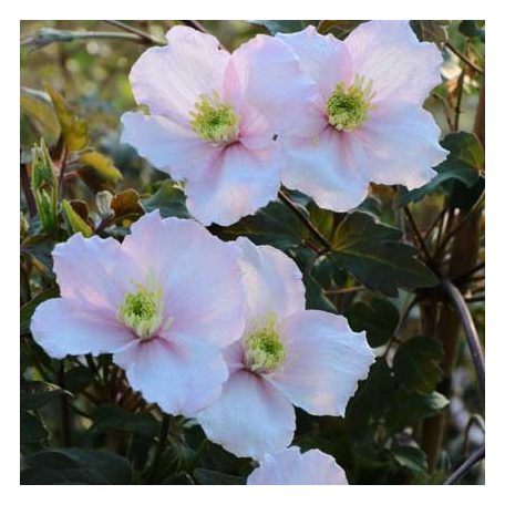 Klemátisz montana Shelly