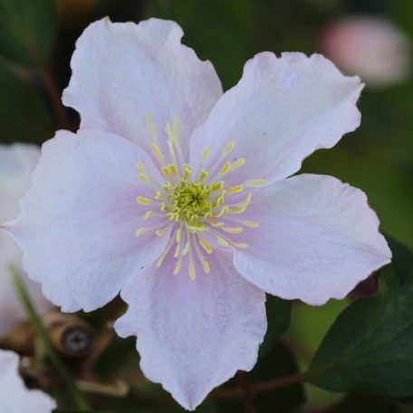 Klemátisz montana Shelly