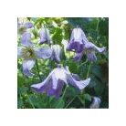 Klemátisz viticella Hanna