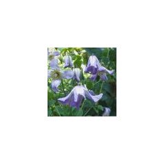 Klemátisz viticella Hanna