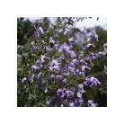 Klemátisz viticella Hanna