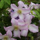 Klemátisz viticella Little Nell