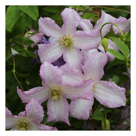 Klemátisz viticella Little Nell