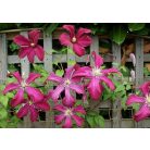 Klemátisz viticella Madame Julia Correvon