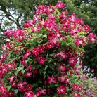 Klemátisz viticella Madame Julia Correvon