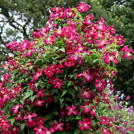 Klemátisz viticella Madame Julia Correvon