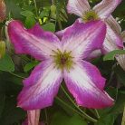 Klemátisz viticella Minuet