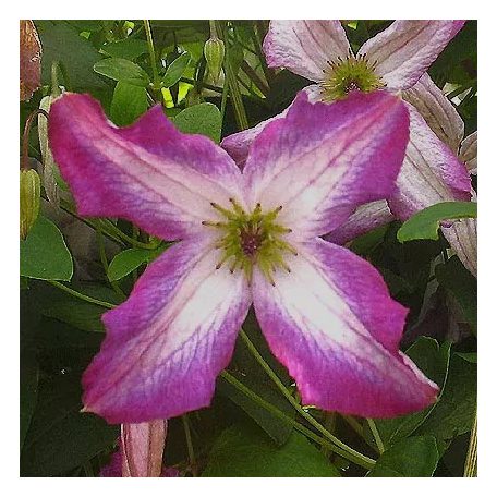 Klemátisz viticella Minuet
