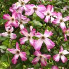 Klemátisz viticella Minuet