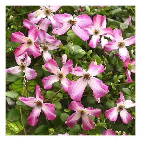 Klemátisz viticella Minuet
