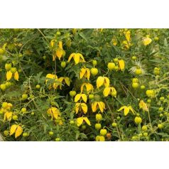 Klemátisz orient.Bill MacKenzie