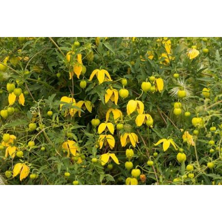 Klemátisz orient.Bill MacKenzie