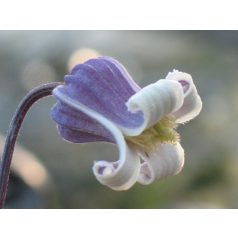 Klemátisz viorna Dr.Mary