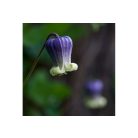 Klemátisz viorna Dr.Mary