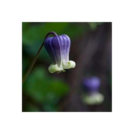 Klemátisz viorna Dr.Mary