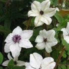 Klemátisz florida bot.Art