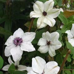 Klemátisz florida bot.Art