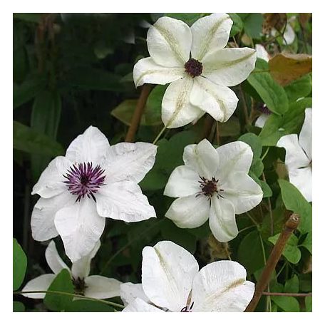 Klemátisz florida bot.Art