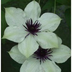 Klemátisz florida bot.Art