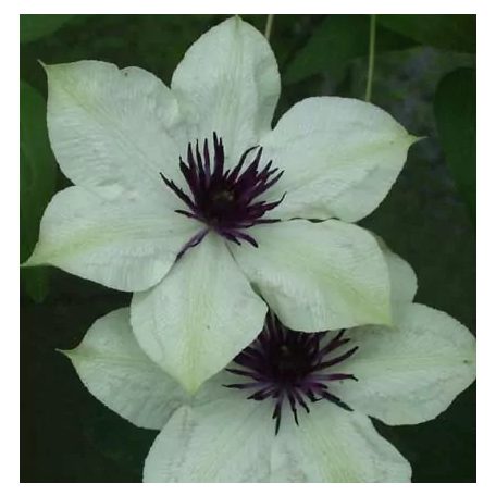 Klemátisz florida bot.Art