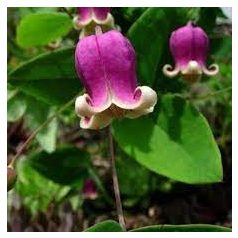 Klemátisz addisonii