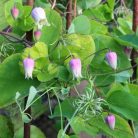 Klemátisz addisonii