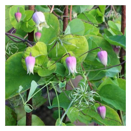 Klemátisz addisonii