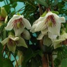 Klemátisz cirrhosa Christmas Surprise 2L