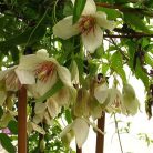 Klemátisz cirrhosa Christmas Surprise 2L