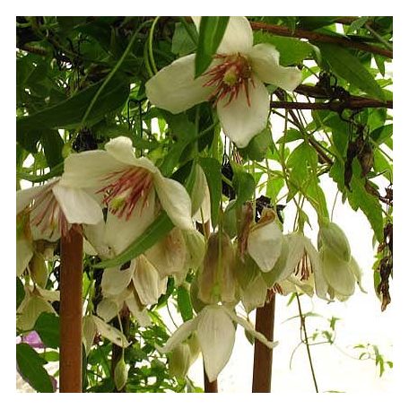 Klemátisz cirrhosa Christmas Surprise 2L