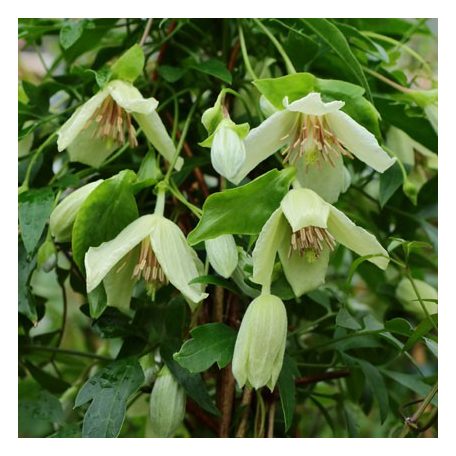 Klemátisz cirrhosa Christmas Surprise 2L