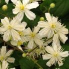 Klemátisz fargesioides=Paul Farges Summer Snow