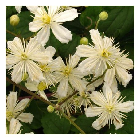 Klemátisz fargesioides=Paul Farges Summer Snow