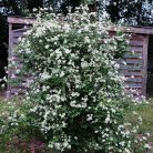 Klemátisz fargesioides=Paul Farges Summer Snow