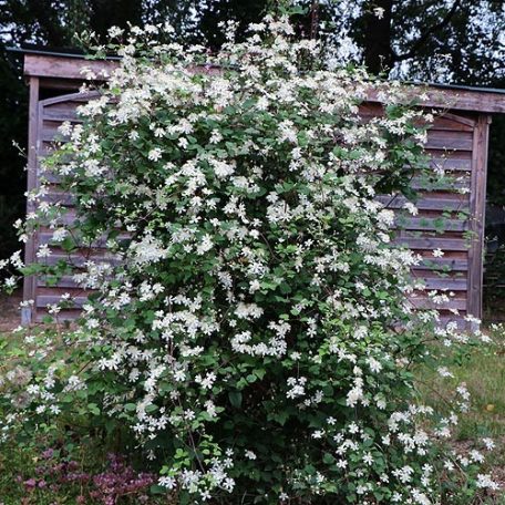 Klemátisz fargesioides=Paul Farges Summer Snow