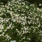 Klemátisz fargesioides=Paul Farges Summer Snow