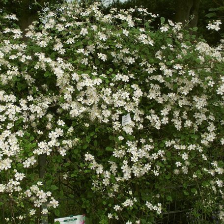 Klemátisz fargesioides=Paul Farges Summer Snow