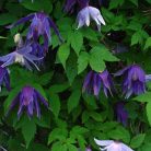 Klemátisz faur.Campanulina Plena